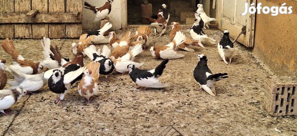 Alföldi és monori keringő galambok