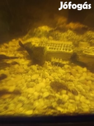 Algaevő(Anci) több darab eladó