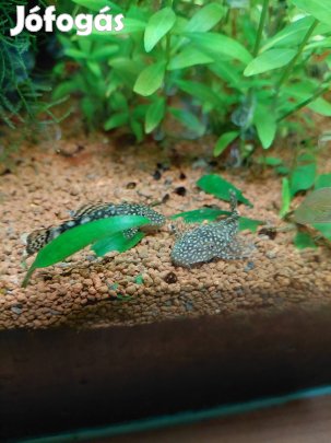 Algaevő hacsa / anci kishalak eladók