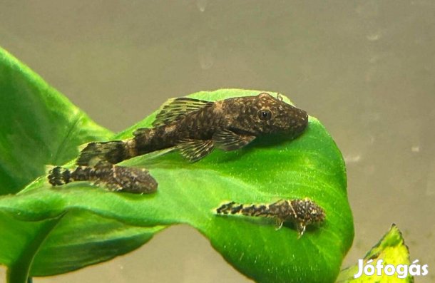 Algaevő harcsa (anci, ancistrus)