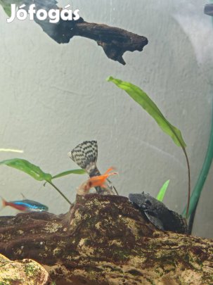 Algaevő harcsa ivadékok csere
