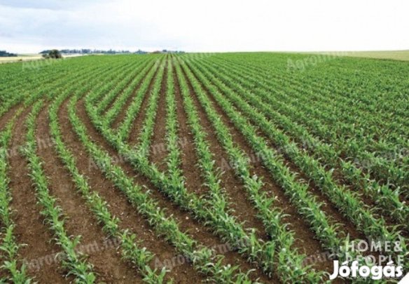 Algyőn szántó és legelő eladó!