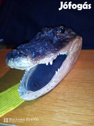 Aligátor fej preparátum trófea