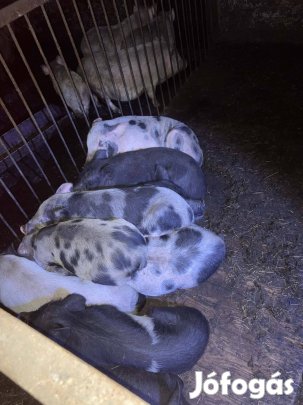 Alkudozók,  kupecek, nézelődők kíméljenek!