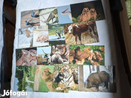 Állatos képeslapok