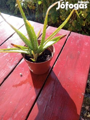 Aloavera növény
