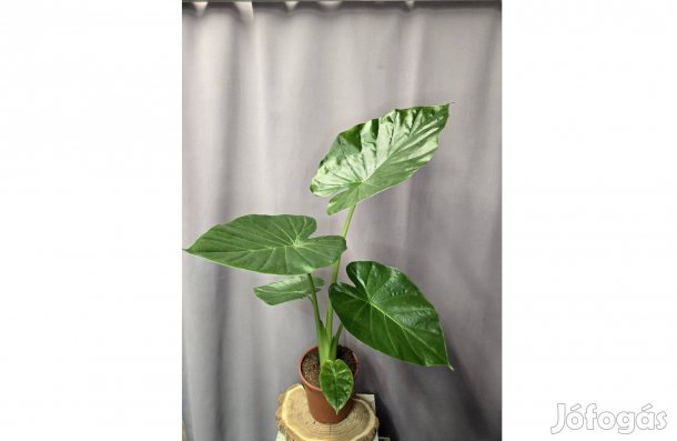 Alocasia macrorrhiza kertészetből
