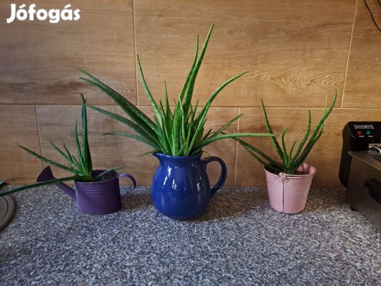 agave pflanze kaufen Jetzt Amerikanische Agave 'Variegata' online kaufen bei Bohlken  Pflanzenversand – Bohlken Pflanzenversand GbR main image 1