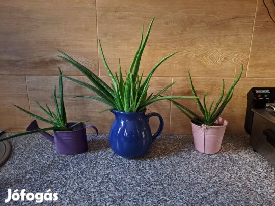 Aloe Vera Különleges Kaspóban eladó! ára 999Ft/db szép egészséges