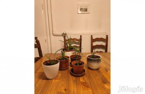 Aloe Vera - fiatal példányok