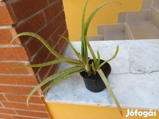 Elad orvosi aloe vera - Orszgosan - Piactr - Jfogs