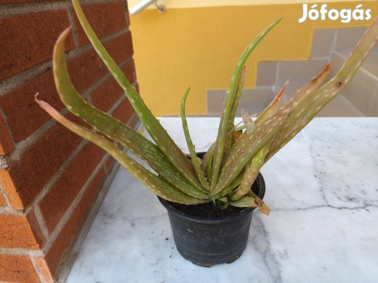 Aloe Vera, vagy Orvosi aloe, örökzöld gyógynövény eladó