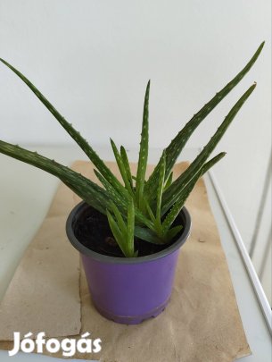 Aloe Vera eladó 
