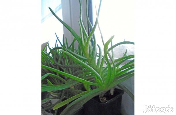 Aloe Vera gyógyító növények ( nagy) Érden