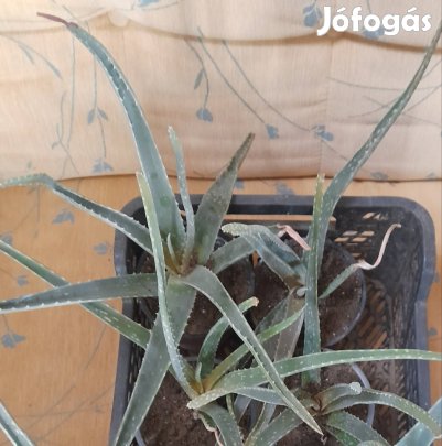 Aloe Vera gyógynövény, Óbuda 