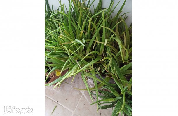 Aloe Vera gyógynövények eladóak