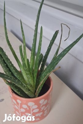 Aloe Vera növény
