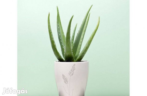 Aloe Vera szobanövény gyógynövény több méretben