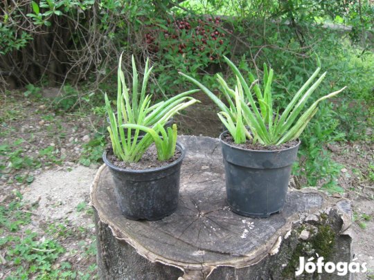 Aloe Vera tövek kaphatóak !