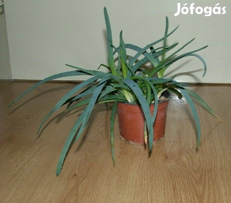 Aloe Vera virág (több is) eladó