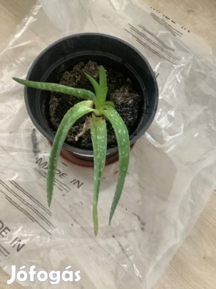 Aloe vera 10 -12 cm levelek