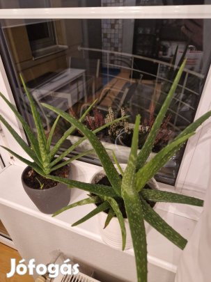 Aloe vera eladó!