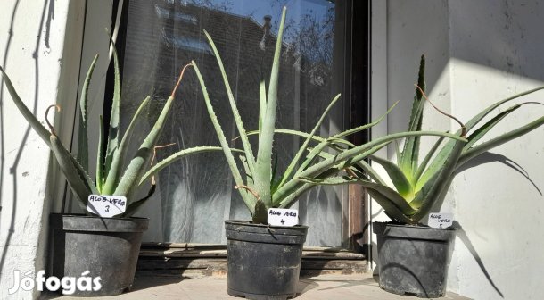 Aloe vera gyógynövény,nagy példányok 