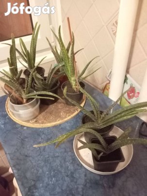 Aloe vera hajtások