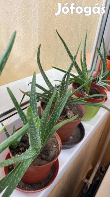 Aloé vera növények(kisebb-nagyobb méretben)