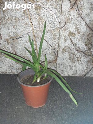 Aloe vera növénykék cserepben