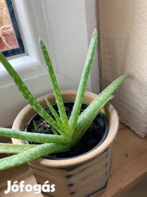 Aloe vera palánta 900 Ft
