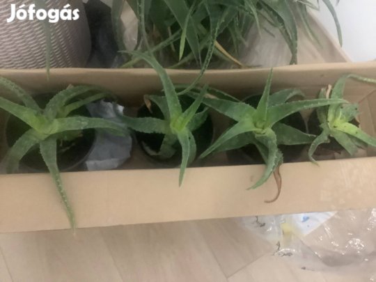 Aloe vera szép egészséges, frissen ültetve