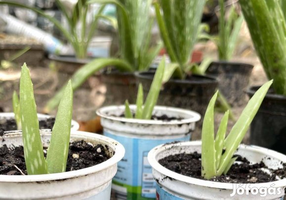 Aloe vera szobanövény kaktusz - gyógynövény pozsgás szoba növény