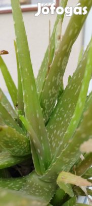 Aloevera gyógynövények eladó!