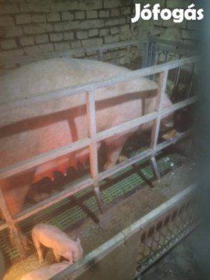 Álomány csökkentés!!