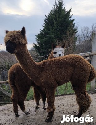 Alpaka csikó elvihető