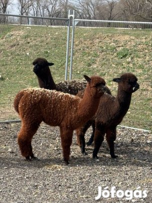 Alpaka vemhes kanca, csikó gazdit keres