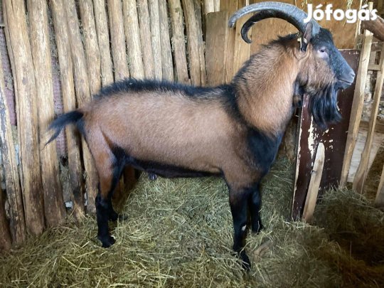 Alpesi bakkecske - "A" törzskönyves - eladó