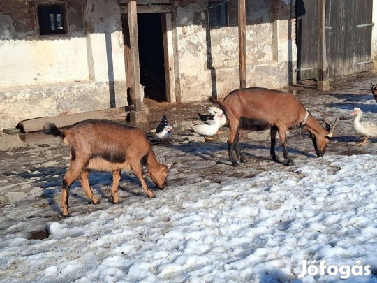 Alpesi bakok 5l, 6,2l, 7l/nap anyáktól
