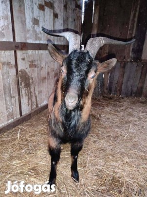 Alpesi jellegű 2 éves bak kecske eladó 