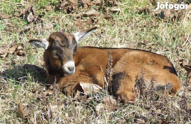Alpesi kecske, gödölye eladó