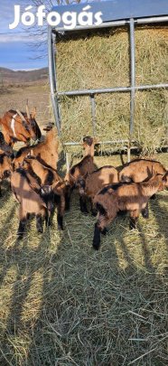 Alpesi kecske gida eladó