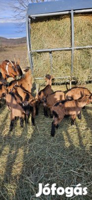 Alpesi kecske gida eladó