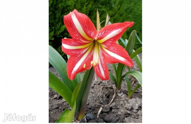 Amarílisz virág hagymák