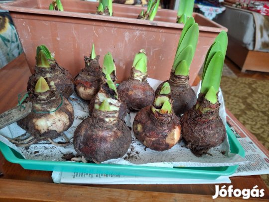 Amarillisz virág hagyma piros fehér cirkás bimbós állapotba