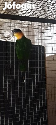 Amazon és fekete sapkás papagáj sürgősen de nem minden áron eladó!