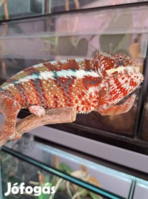 Ambilobe Párduc kaméleon hímek nagy választékban