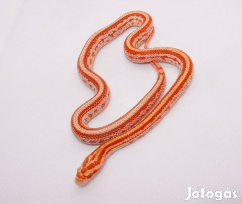 Amel Tessera gabonasikló