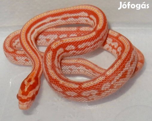 Amel Tessera gabonasikló