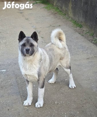 Amerikai Akita fajtatiszta jellegű ingyen elvihető